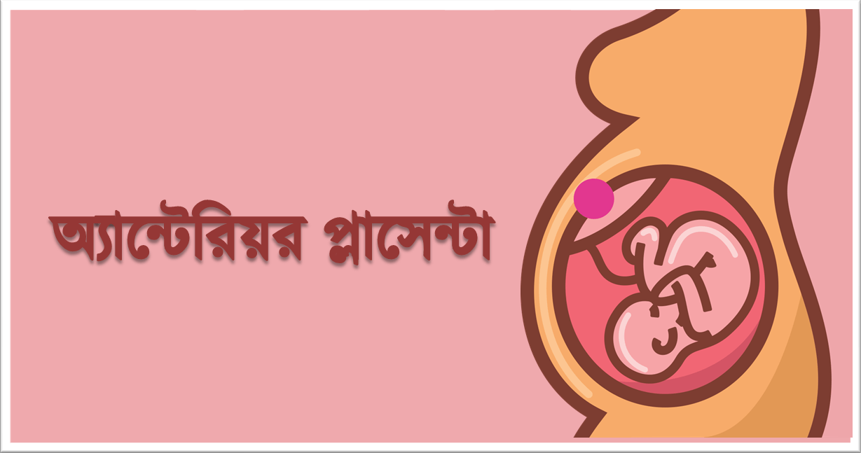 অ্যান্টেরিয়র প্লাসেন্টা